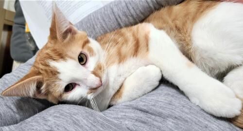 2) Chester.jpg